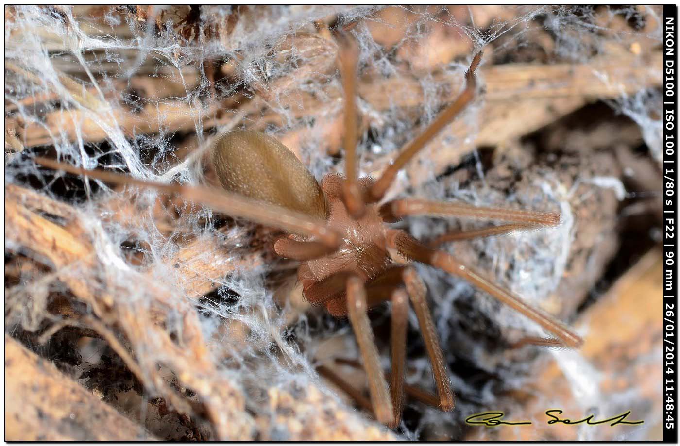 Giovane Loxosceles rufescens - Alghero (SS)